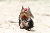 YORKSHIRE TERRIER 041